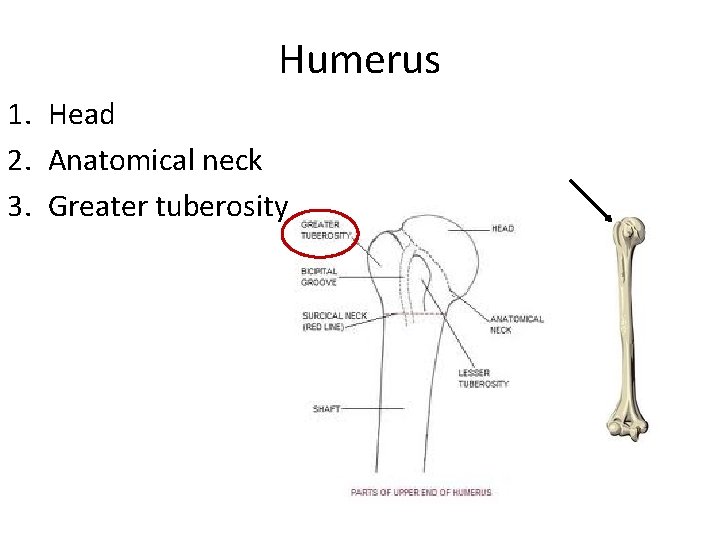 Humerus 1. Head 2. Anatomical neck 3. Greater tuberosity 