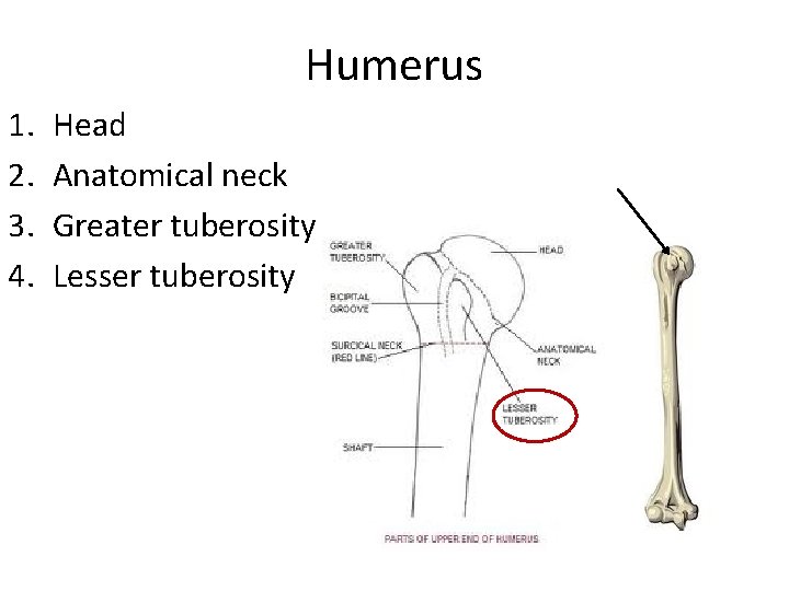 Humerus 1. 2. 3. 4. Head Anatomical neck Greater tuberosity Lesser tuberosity 