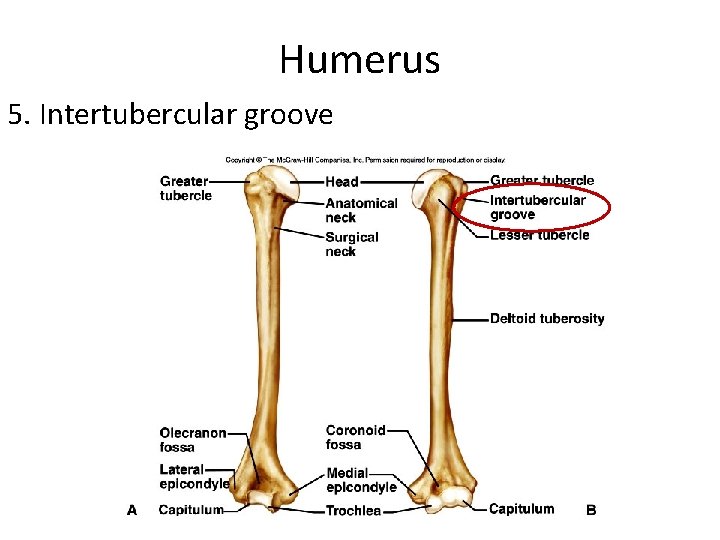 Humerus 5. Intertubercular groove 
