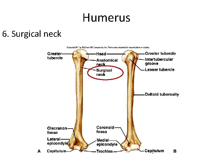 Humerus 6. Surgical neck 