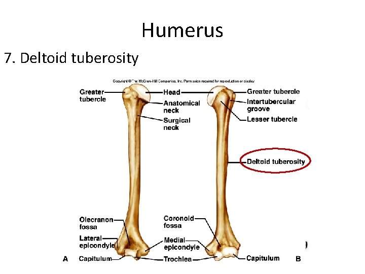Humerus 7. Deltoid tuberosity 