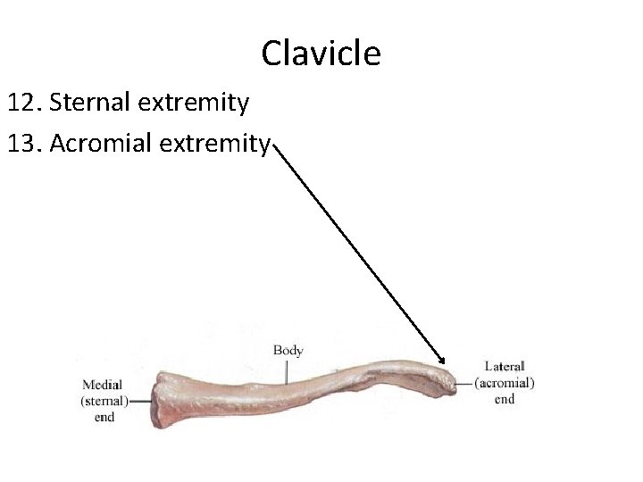 Clavicle 12. Sternal extremity 13. Acromial extremity 