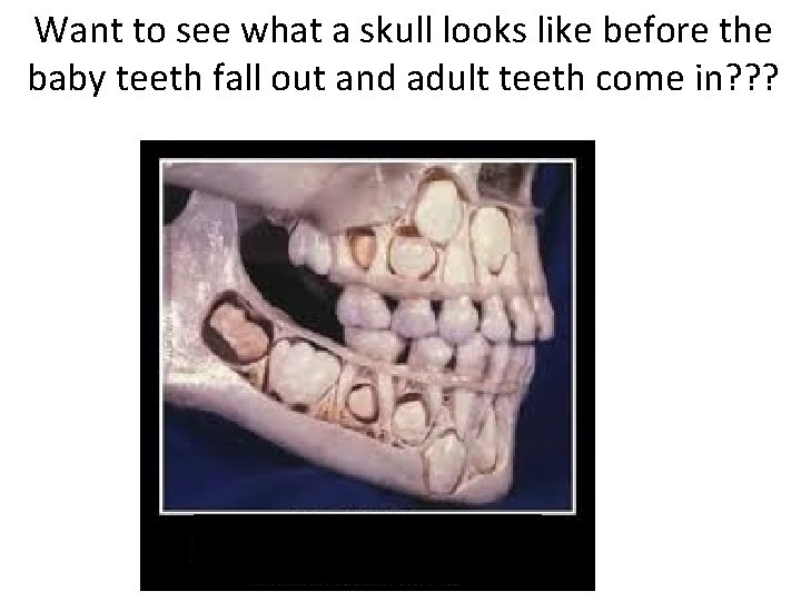 Want to see what a skull looks like before the baby teeth fall out