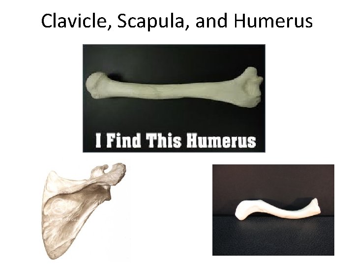 Clavicle, Scapula, and Humerus 