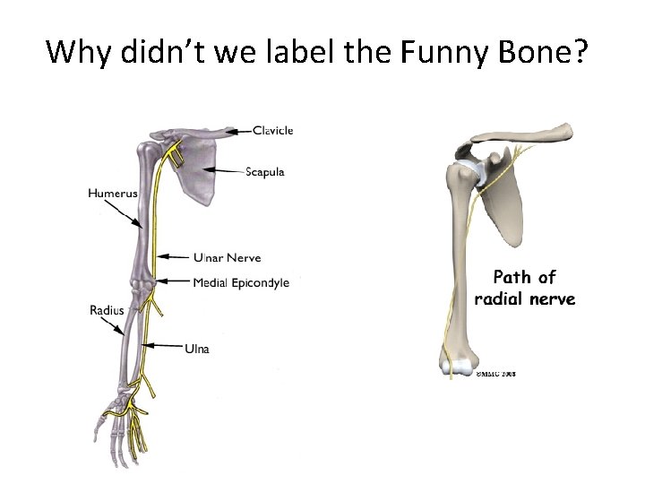 Why didn’t we label the Funny Bone? 