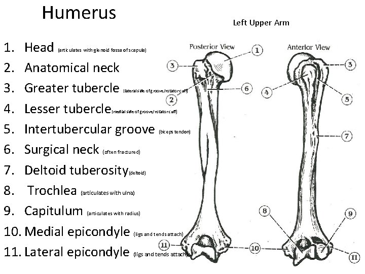 Humerus Left Upper Arm 1. Head 2. Anatomical neck 3. Greater tubercle 4. Lesser