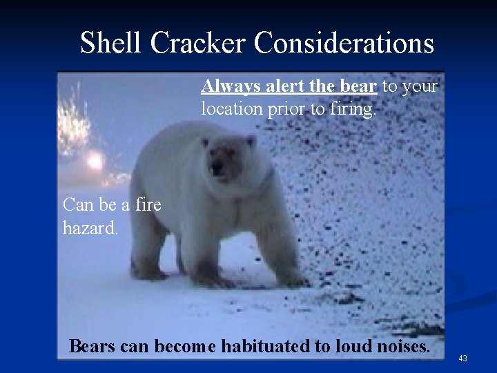 Shell Cracker Considerations Always alert the bear to your location prior to firing. Can