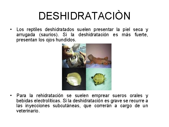 DESHIDRATACIÒN • Los reptiles deshidratados suelen presentar la piel seca y arrugada (saurios). Si