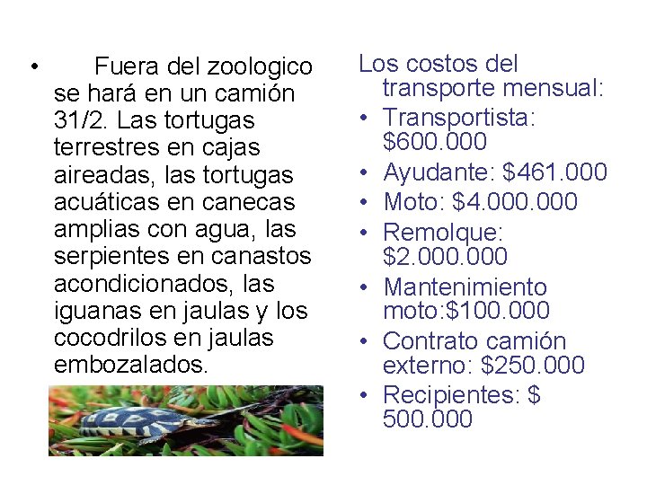  • Fuera del zoologico se hará en un camión 31/2. Las tortugas terrestres