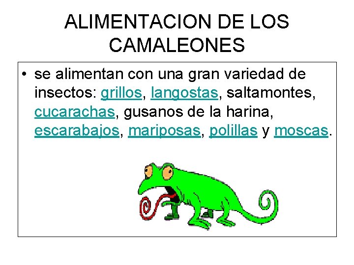 ALIMENTACION DE LOS CAMALEONES • se alimentan con una gran variedad de insectos: grillos,