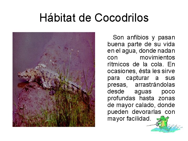 Hábitat de Cocodrilos Son anfibios y pasan buena parte de su vida en el