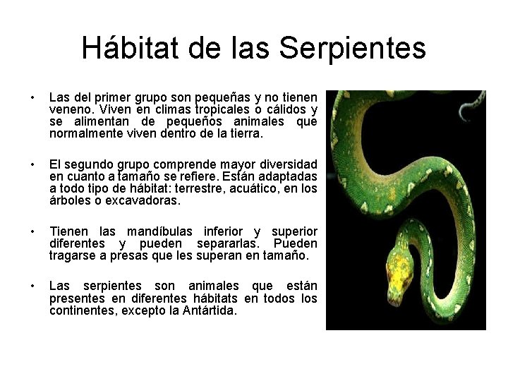 Hábitat de las Serpientes • Las del primer grupo son pequeñas y no tienen