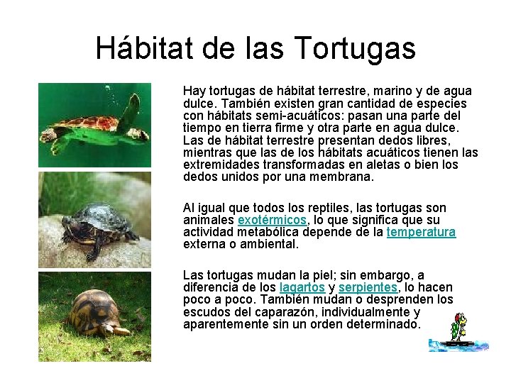 Hábitat de las Tortugas Hay tortugas de hábitat terrestre, marino y de agua dulce.