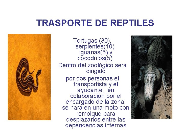 TRASPORTE DE REPTILES Tortugas (30), serpientes(10), iguanas(5) y cocodrilos(5). Dentro del zoológico será dirigido