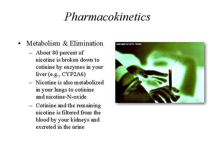 Pharmacokinetics • Metabolism & Elimination – About 80 percent of nicotine is broken down