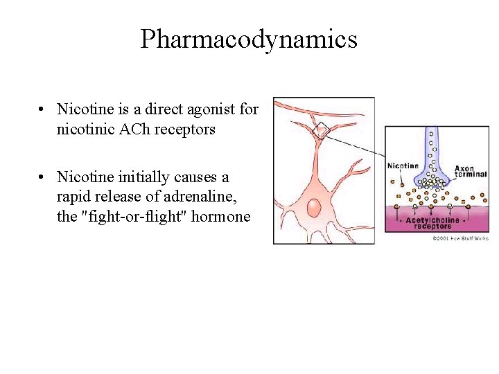 Pharmacodynamics • Nicotine is a direct agonist for nicotinic ACh receptors • Nicotine initially