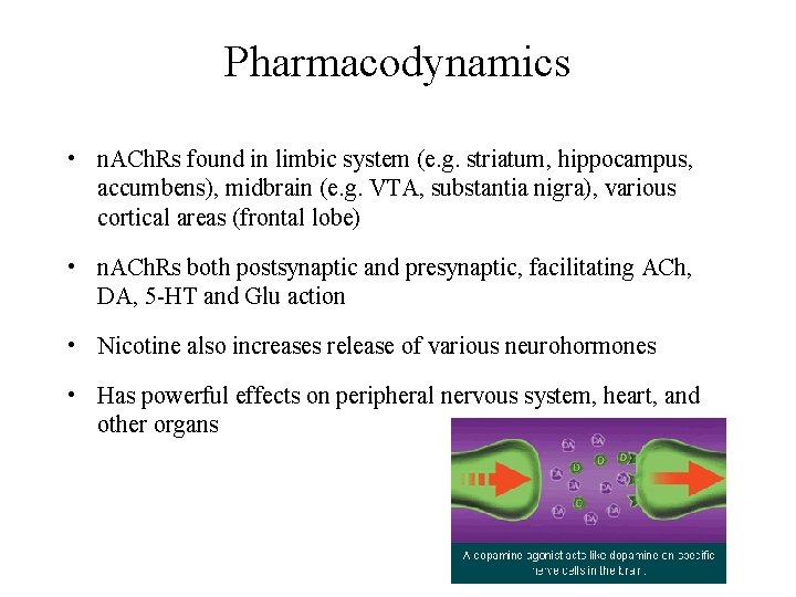 Pharmacodynamics • n. ACh. Rs found in limbic system (e. g. striatum, hippocampus, accumbens),