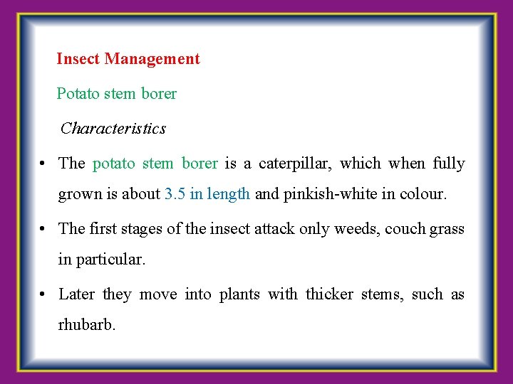  Insect Management Potato stem borer Characteristics • The potato stem borer is a