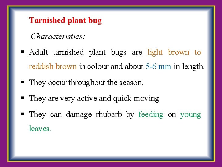  Tarnished plant bug Characteristics: Adult tarnished plant bugs are light brown to reddish
