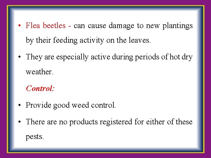  • Flea beetles - can cause damage to new plantings by their feeding