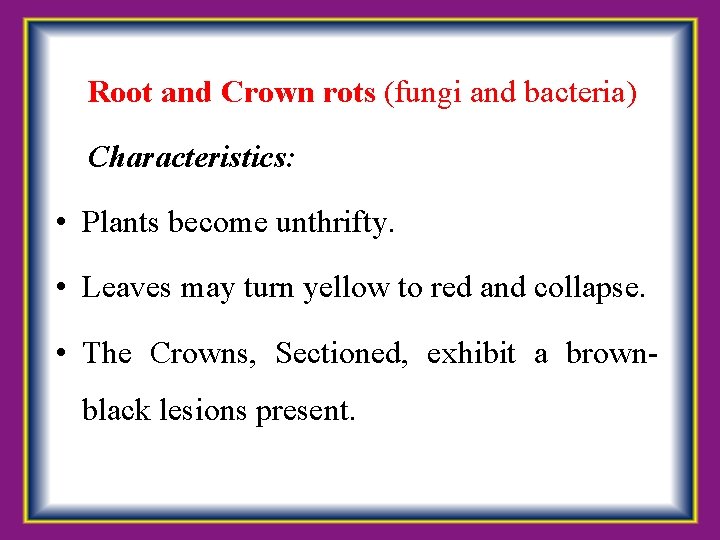  Root and Crown rots (fungi and bacteria) Characteristics: • Plants become unthrifty. •