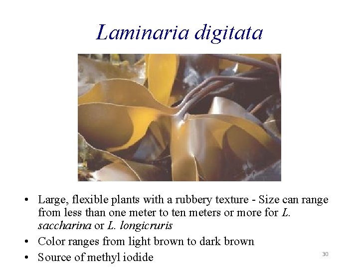 Laminaria digitata • Large, flexible plants with a rubbery texture - Size can range