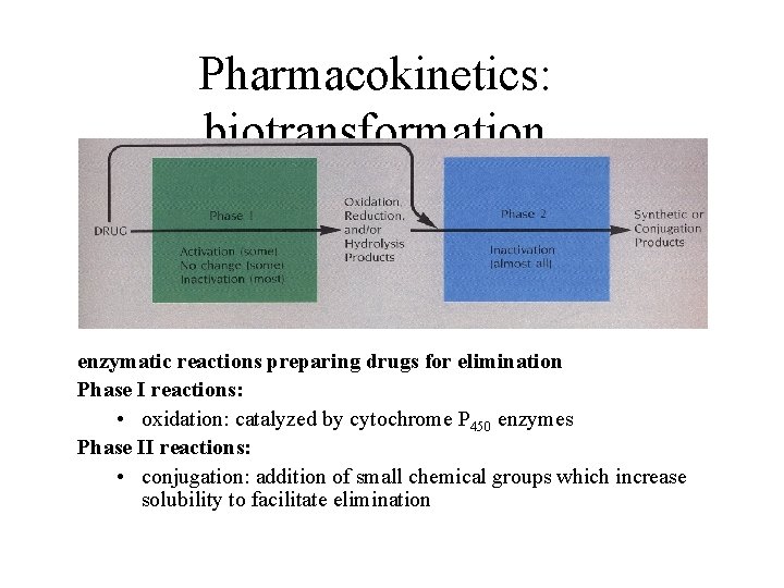 Pharmacokinetics: biotransformation enzymatic reactions preparing drugs for elimination Phase I reactions: • oxidation: catalyzed