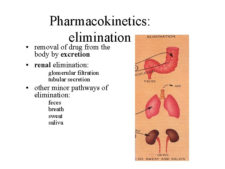 Pharmacokinetics: elimination • removal of drug from the body by excretion • renal elimination: