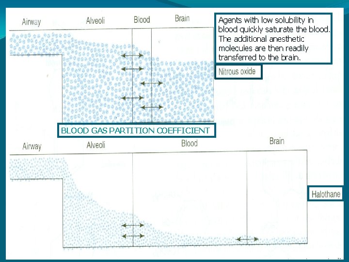 Agents with low solubility in blood quickly saturate the blood. The additional anesthetic molecules