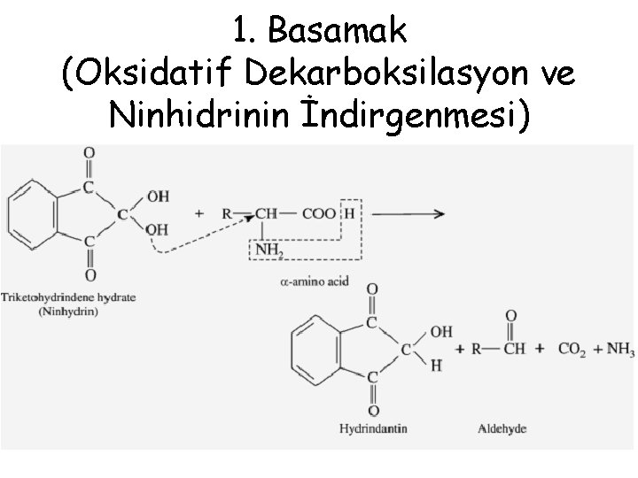 1. Basamak (Oksidatif Dekarboksilasyon ve Ninhidrinin İndirgenmesi) 