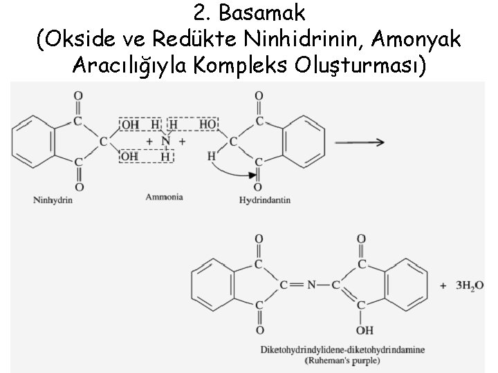 2. Basamak (Okside ve Redükte Ninhidrinin, Amonyak Aracılığıyla Kompleks Oluşturması) 