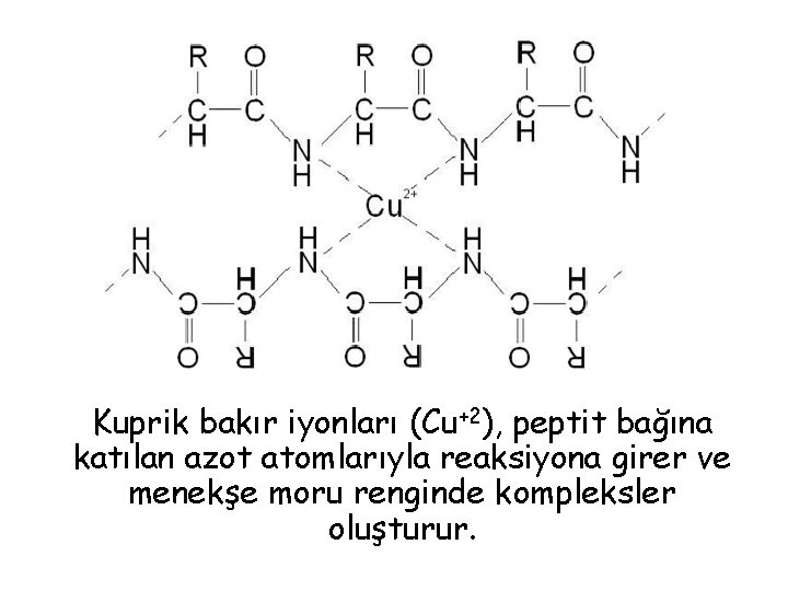 Kuprik bakır iyonları (Cu+2), peptit bağına katılan azot atomlarıyla reaksiyona girer ve menekşe moru