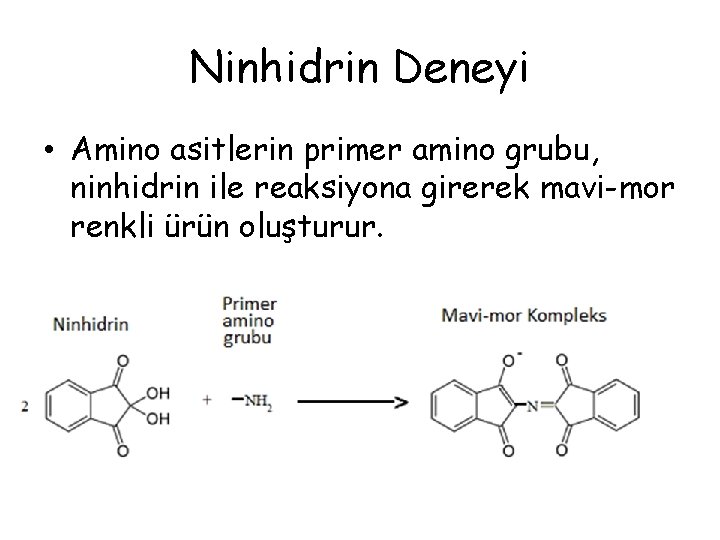 Ninhidrin Deneyi • Amino asitlerin primer amino grubu, ninhidrin ile reaksiyona girerek mavi-mor renkli