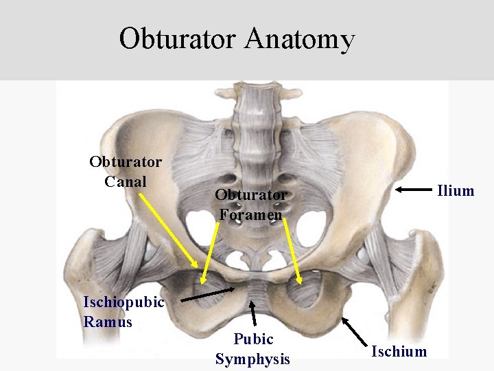 Obturator Anatomy Obturator Canal Ischiopubic Ramus Ilium Obturator Foramen Pubic Symphysis Ischium 