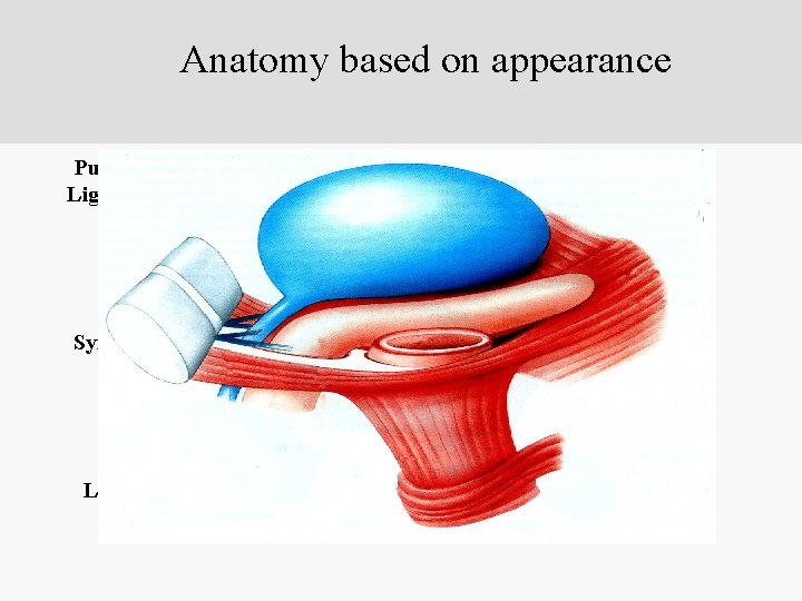 Anatomy based on appearance Pubo-urethral Ligament (PUL) Bladder Vagina Symphysis Rectum Pubococcygeous Longitudinal Muscle