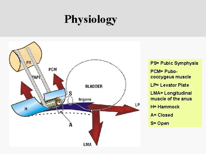 Physiology PS= Pubic Symphysis PCM= Pubococcygeus muscle LP= Levator Plate LMA= Longitudinal muscle of