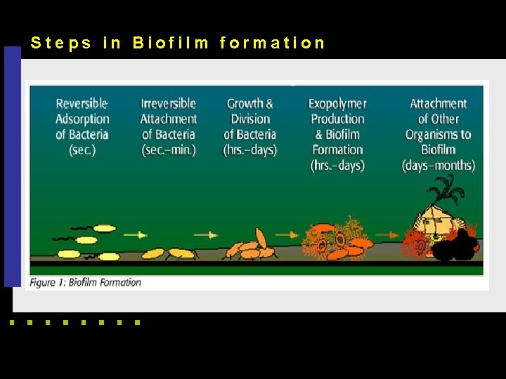 S teps in Biofilm formation 