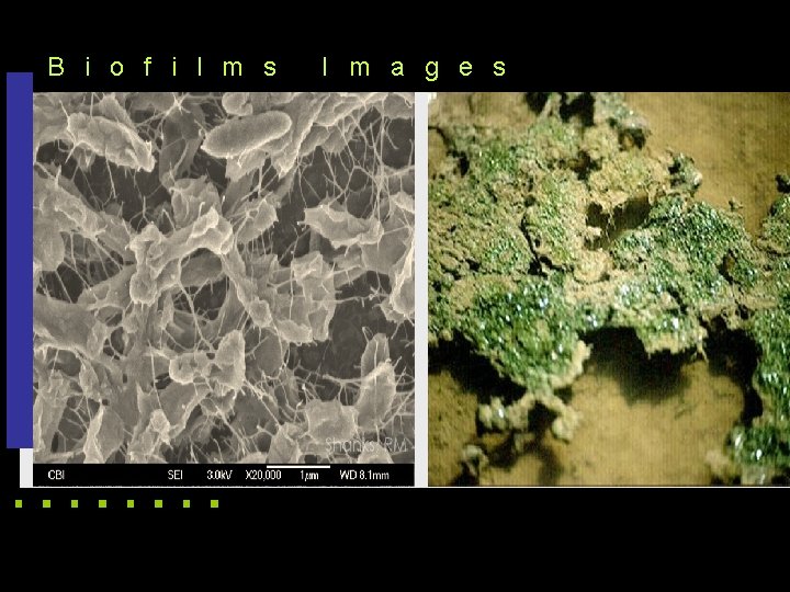 B i o f i l m s I m a g e s