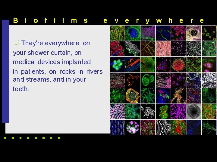 B i o f i l m s e v e r y w