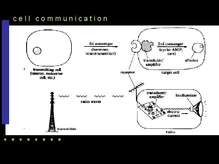 cell communication 