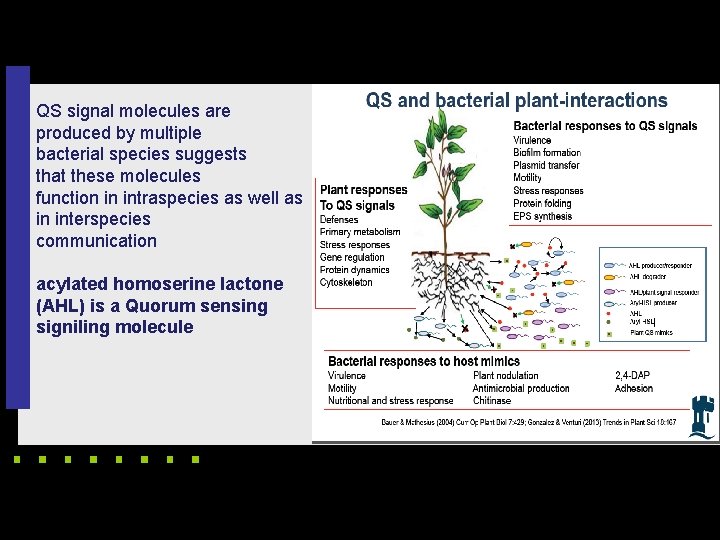 QS signal molecules are produced by multiple bacterial species suggests that these molecules function