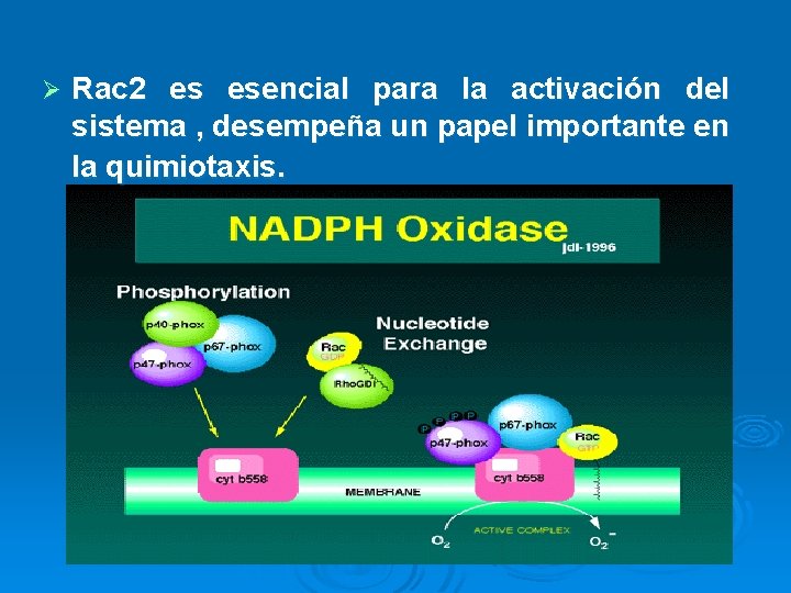 Ø Rac 2 es esencial para la activación del sistema , desempeña un papel