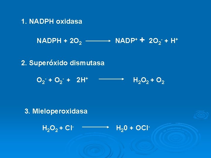 1. NADPH oxidasa NADPH + 2 O 2 NADP+ + 2 O 2 -
