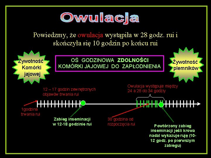 Powiedzmy, że owulacja wystąpiła w 28 godz. rui i skończyła się 10 godzin po