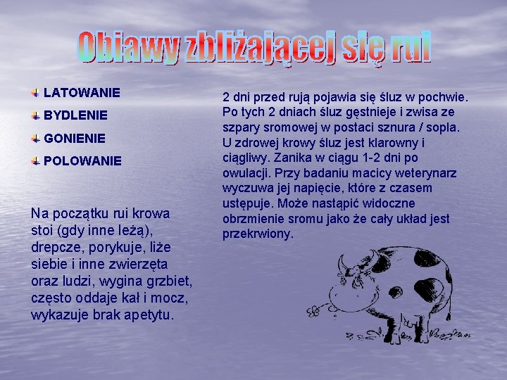 LATOWANIE BYDLENIE GONIENIE POLOWANIE Na początku rui krowa stoi (gdy inne leżą), drepcze, porykuje,