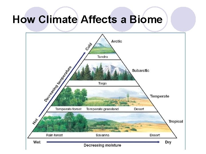 How Climate Affects a Biome How Climate Affects a Biome