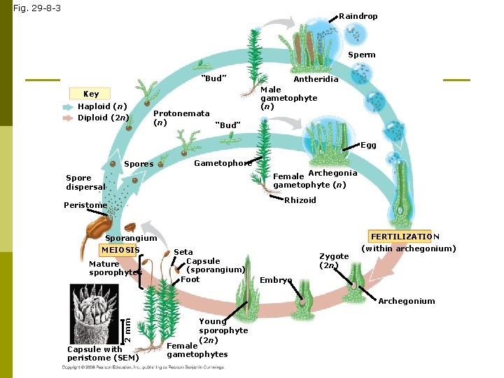 Fig. 29 -8 -3 Raindrop Sperm “Bud” Key Haploid (n) Diploid (2 n) Protonemata