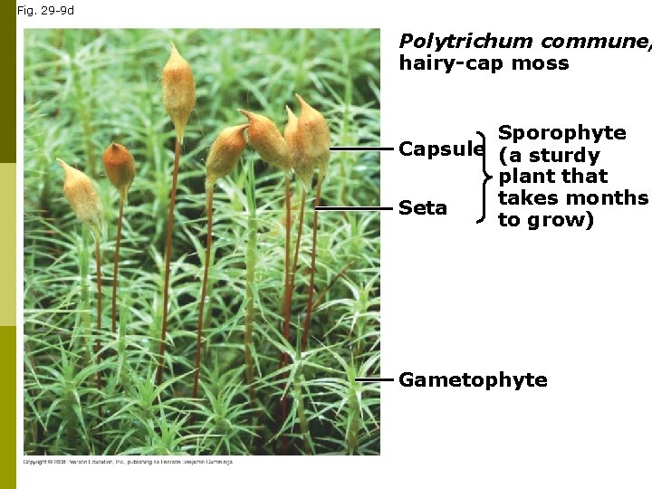 Fig. 29 -9 d Polytrichum commune, hairy-cap moss Sporophyte Capsule (a sturdy plant that