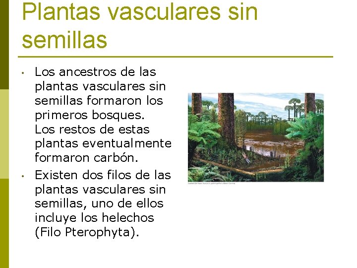 Plantas vasculares sin semillas • • Los ancestros de las plantas vasculares sin semillas