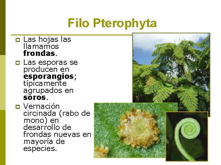 Filo Pterophyta p p p Las hojas llamamos frondas. Las esporas se producen en